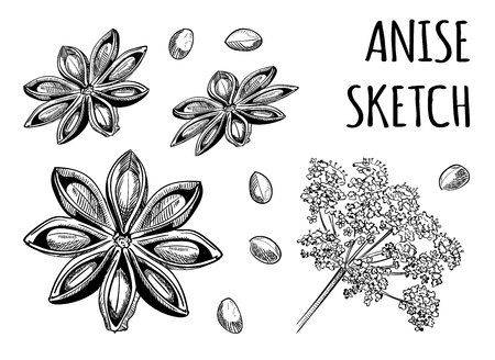 Anise sketch. Star anise. VECTOR illustration. Black isolated on whiteの写真素材