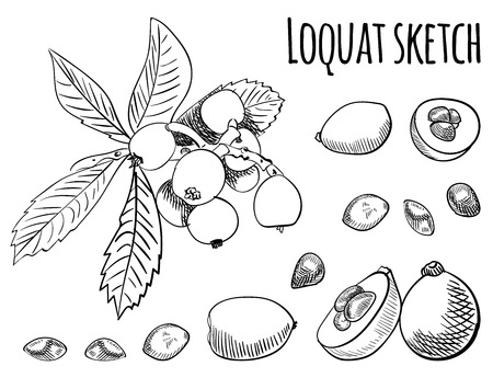 Loquat outline drawing isolated on white. VECTOR illustration.のイラスト素材