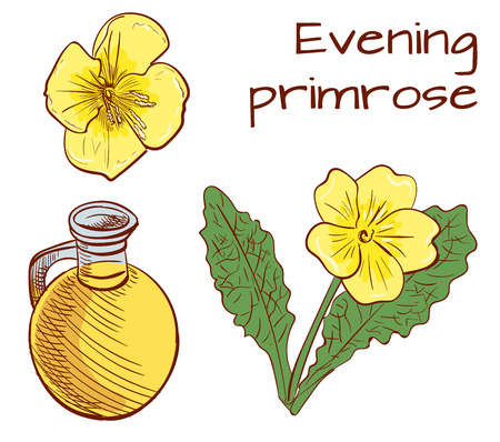 Medical herbs: evening primrose. VECTOR illustration. Colored sketchのイラスト素材