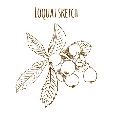 Loquat outline drawing isolated. VECTOR illustration branch.のイラスト素材