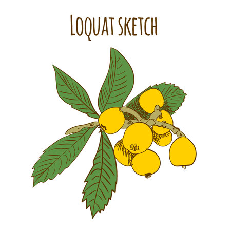 Loquat colored sketch isolated on white. VECTOR illustration.のイラスト素材