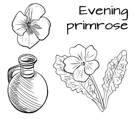 Medical herbs: evening primrose. Hand drawn VECTOR illustration. Outline sketch.のイラスト素材