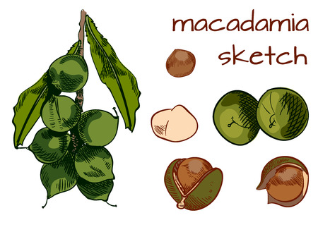 Macadamia painting. VECTOR sketch. Colored sketch isolated on white.のイラスト素材
