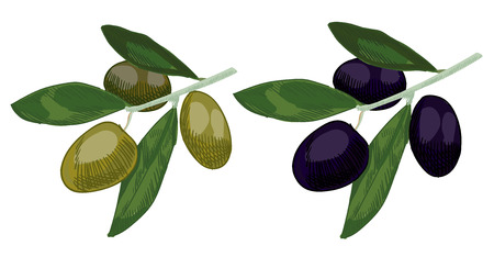 Olive colored sketch.のイラスト素材