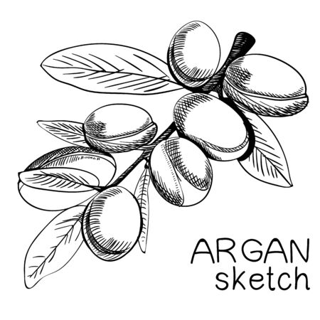 Hand drawn argan branch.のイラスト素材