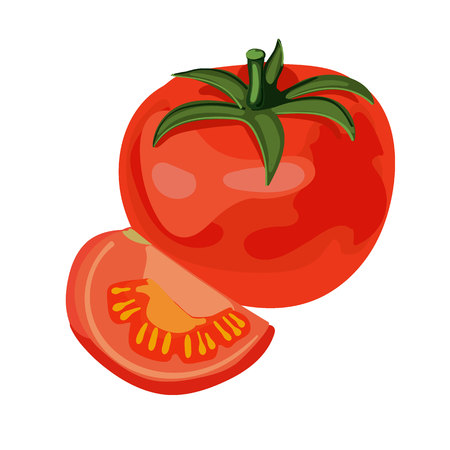 Tomato. VECTOR illustration isolated on white.のイラスト素材