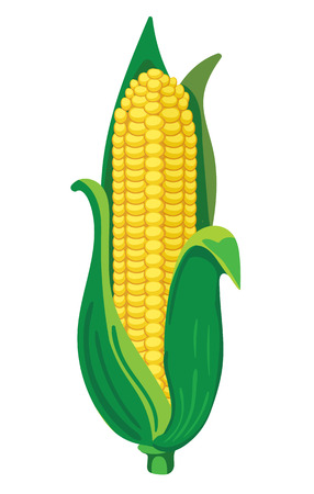Corn. VECTOR illustration isolated on white.のイラスト素材