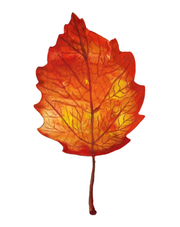 Autumn orange watercolor aspen leafの写真素材
