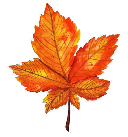 Autumn orange watercolor chestnut leafの写真素材