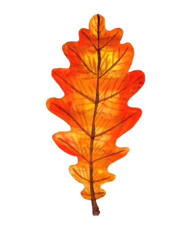 Autumn orange watercolor oak leafの写真素材