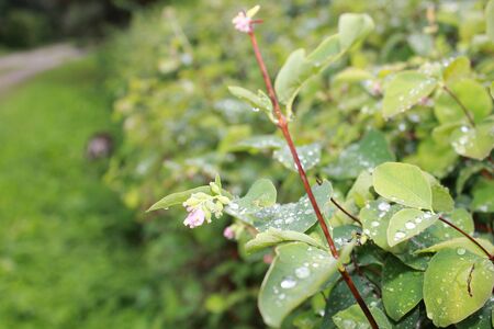 Leaves and drops on themの写真素材