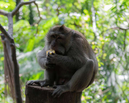 Adult monkey sitting on a log eating corn. Monkey Forest, Ubud, Bali, Indonesia.