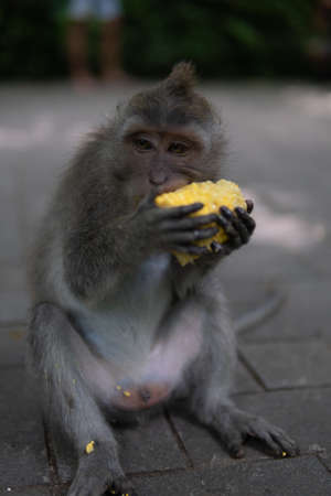 Young Money sitting on ground eating corn in Monkey Forrest, Ubud, Bali, Indonesia.の写真素材