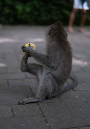Young Money sitting on ground eating corn in Monkey Forrest, Ubud, Bali, Indonesia.の写真素材