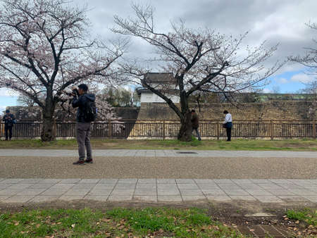 Osaka, Japan - March 29,2020: Asain man photographs cherry blossom near Osaka Castle during Covid-19 pandemic. Hanami viewing in springtime.のeditorial素材