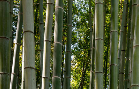 Bamboo Tree stalks up close in Kyoto, Japan. Arashiyama Bamboo Grove is a tranquil walking path...