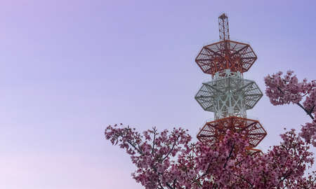 Sakura Cherry Blossom Tree bloom and communication tower in Nishinari Ward, Osaka, Japan