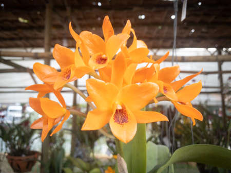 Orange Crimson Cattleya Orchid genus cattlaya labiata is native to Brazil, shown here hanging on display in a bamboo hut for Chaing Mai Flower Festival.の写真素材