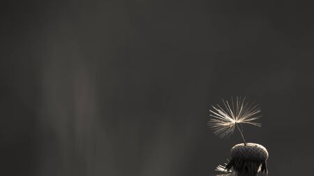 Background with the last seed on dandelion closeupの写真素材