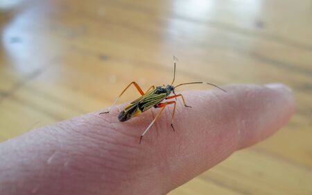 Miris striatus from the Miridae family on my finger