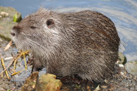 European Beaver