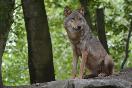Gray Wolf / Canis Lupusの写真素材