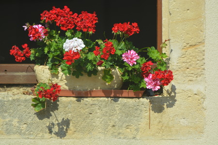 Pottet Geranium In Windowの写真素材