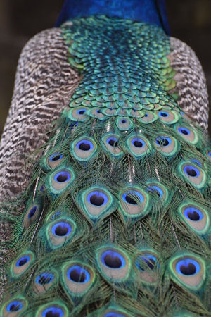 Indian Peafowl / Blue Peafowl / Pavo Cristatusの写真素材