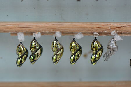 Butterfly Chrysalis Pupasの写真素材