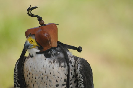 Saker Falconの写真素材