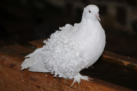 White Doveの写真素材