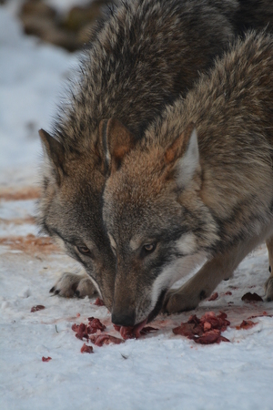 European Grey Wolf (Canis Lupus Lupus)
