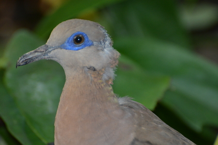White-Winged Dove (Zenaida Asiatica)の写真素材