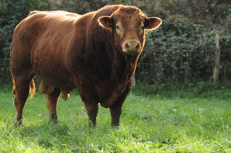 Limousin Bullの写真素材