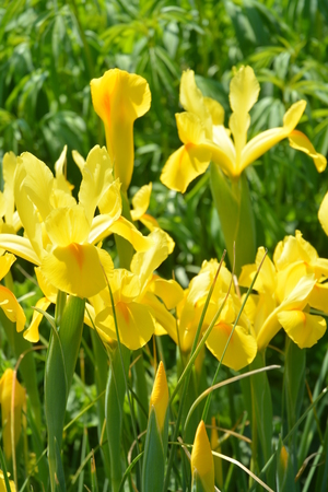Yellow iris flowers found in an beautiful garden.の写真素材