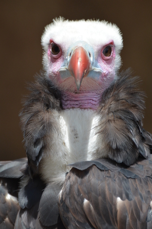 Portrait of a white-headed vulture Trigonoceps Occipitalis.の写真素材