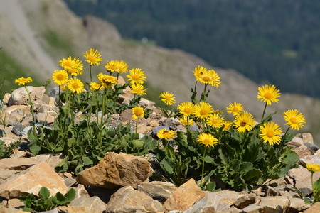 Arnica montana doronicum grandiflorum found in the Swiss alps.の写真素材