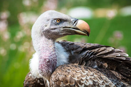 Cleebronn, Baden-Wuerttemberg / Germany - July 1st 2016: Picture taken at a bird show in an...