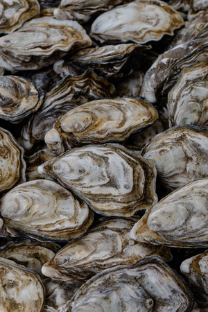 Close-up of a selection of closed Ostreidae, true gourmet oysters, displayed at an seafood market in Trouville-Sur-Mer, in the Normandy region of France. Known for gourmet food.の写真素材
