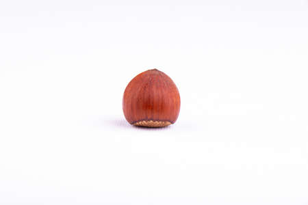 hazelnut on white backgroundの写真素材