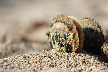 shell of mussels fresh out of the sea on sea sand