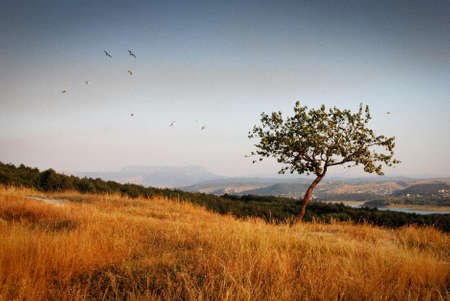 alone treeの写真素材