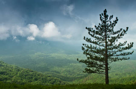 alone spruce tree fir in the green hilly valleyの写真素材