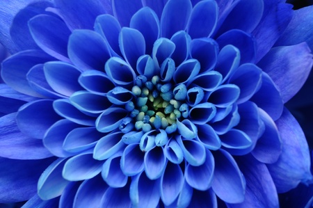 Close up of blue flower aster with blue petals and yellow heart for background or texture Close up of blue flower aster with blue petals and yellow heart for background or texture