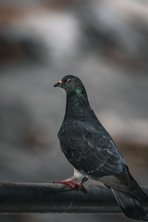 Pigeon on a metal fence in the winter, close-up