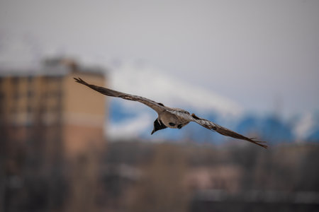 European Raven (Corvus corax) in flight over the cityの写真素材