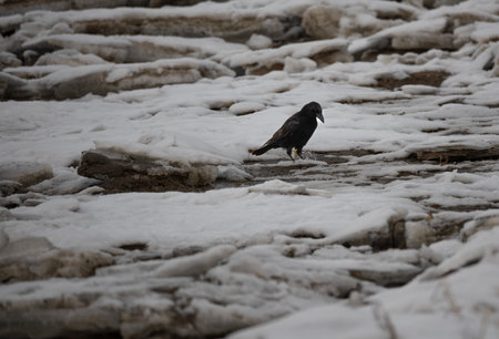 black crow in the snow on the river bank, winter, Russia