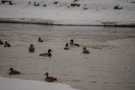 Mallard ducks swimming in a frozen lake. Winter scenery.の写真素材