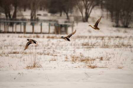 Ducks in flight over a lake in winter with snow in the backgroundの写真素材