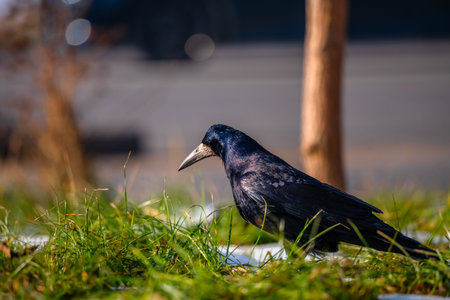 Jackdaw (Corvus cornix) sitting in the grassの写真素材